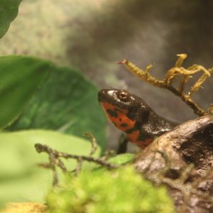 Close up on my big female fire belly newt on land