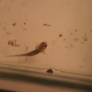 one of my chinese fire belly newt larvae with a very light pigmentation