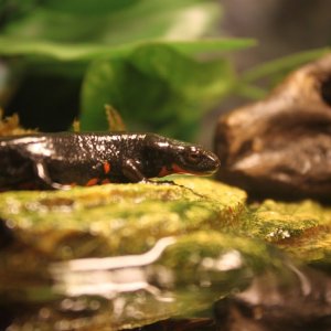 Close up on my male fire belly newt on his little turtle dock