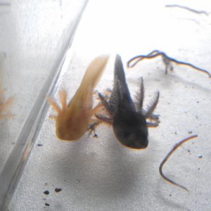 Zasz (the melanoid) and Char (the golden albino) when they first arrived as babies.  :D