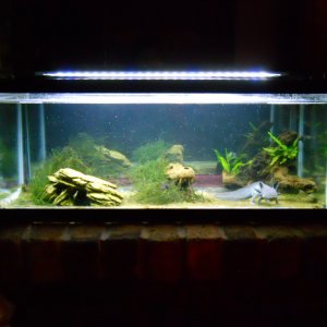 The axolotl tank (with real plants and a slate bottom!)