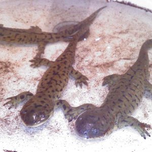 All three taking a bath.