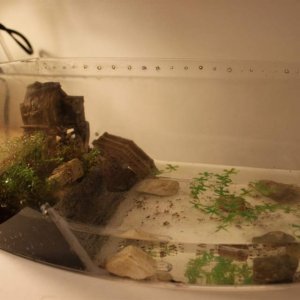 My fire belly newt efts cage setup