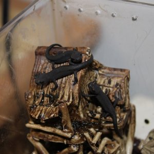 my oldest fire belly newt efts on their little house