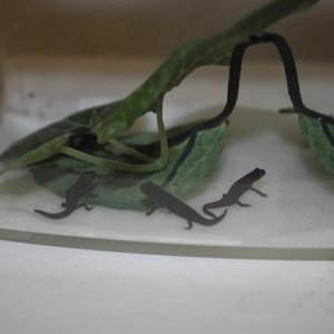 my younger fire belly newt larvae in a paper towel setup with some fake plants as cover