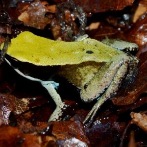 Green Mantella
Nomenclature: Mantella viridis
IUCN Red List: Endangered
Country of Origin: Top-Northern Madagascar.

© 2013 (These are copyrighted pho