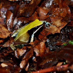 Green Mantella
Nomenclature: Mantella viridis
IUCN Red List: Endangered
Country of Origin: Top-Northern Madagascar.

© 2013 (These are copyrighted pho