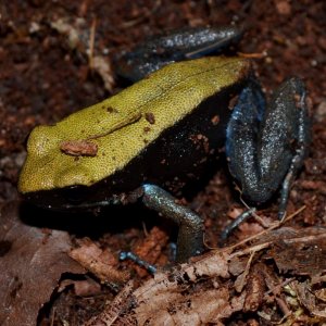 Blue Legged Mantella
Nomenclature: Mantella expectata
IUCN Red List: Endangered
Country of Origin: Isalo Massif, Grotte des Portugais, Amparambatomavo