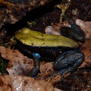 Blue Legged Mantella
Nomenclature: Mantella expectata
IUCN Red List: Endangered
Country of Origin: Isalo Massif, Grotte des Portugais, Amparambatomavo