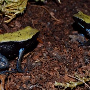 Blue Legged Mantella
Nomenclature: Mantella expectata
IUCN Red List: Endangered
Country of Origin: Isalo Massif, Grotte des Portugais, Amparambatomavo