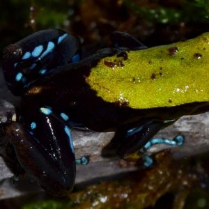 Arboreal Mantella
Nomenclature: Mantella laevigata
IUCN Red List: Near Threatened
Country of Origin: Ambavala, Ambodimanga (Mananara), Folohy, Marojej