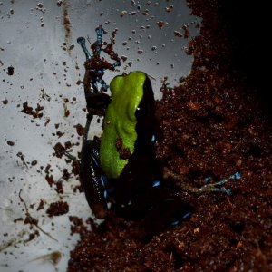 Arboreal Mantella
Nomenclature: Mantella laevigata
IUCN Red List: Near Threatened
Country of Origin: Ambavala, Ambodimanga (Mananara), Folohy, Marojej