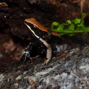 Brown Leaf Mantella
Nomenclature: Mantella betsileo
IUCN Red List: Least Concern
Country of Origin: Western to Central Madagascar.


© 2013 (These are