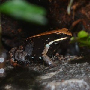 Brown Leaf Mantella
Nomenclature: Mantella betsileo
IUCN Red List: Least Concern
Country of Origin: Western to Central Madagascar.


© 2013 (These are