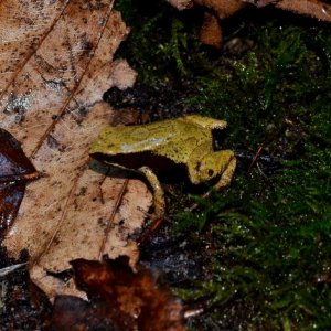 Yellow Mantella
Nomenclature: Mantella crocea
IUCN Red List: Endangered
Country of Origin: Eastern-Central Madagascar.

© 2013 (These are copyrighted 