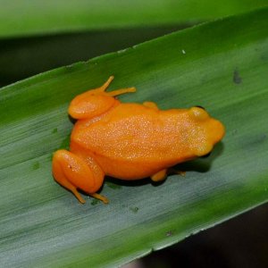 Golden Mantella
Nomenclature: Mantella aurantiaca
IUCN Red List: Critically Endangered
Country of Origin: Eastern-central Madagascar.

© 2013 (These a