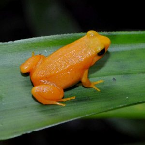 Golden Mantella 
Nomenclature: Mantella aurantiaca
IUCN Red List: Critically Endangered
Country of Origin: Eastern-central Madagascar.


© 2013 (These