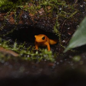 Golden Mantella 
Nomenclature: Mantella aurantiaca
IUCN Red List: Critically Endangered
Country of Origin: Eastern-central Madagascar.


© 2013 (These