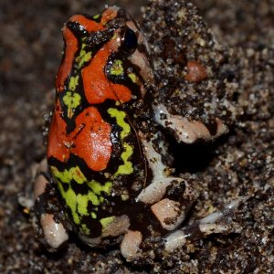 Malagasy Rainbow Burrowing Frog
Nomenclature: Scaphiophryne gottlebei
IUCN Red List: Endangered
Country of Origin: South-western Madagascar.


© 2013 