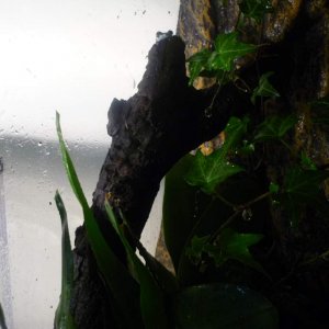 The 'basking stick'. I have an orchid and bromeliad (live) in the tank too