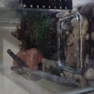 the mini salamander tank