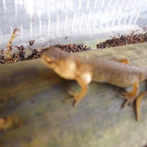 same newt (male)