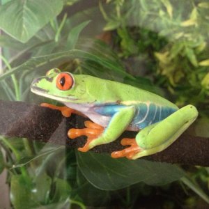 Brian (Red Eye Tree Frog)