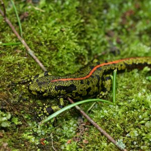 Dennis Hägg   triturus marmoratus