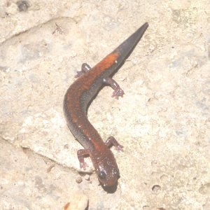 Jefferson   Plethodon cinereus