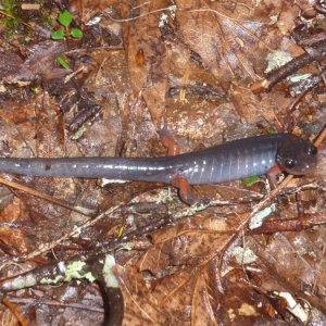 Jefferson   Plethodon shermani