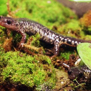 Lydia Porter   Plethodon glutinosis