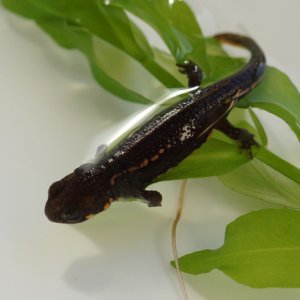 Eva Bockova   Cynops pyrrhogaster