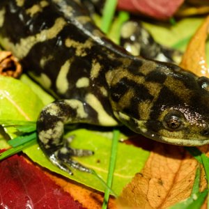 Sasha Thelen   Ambystoma tigrinum Photo 2