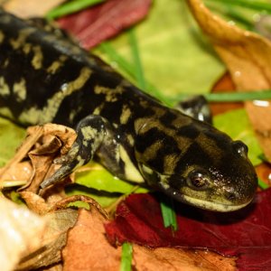 Sasha Thelen   Ambystoma tigrinum Photo 3