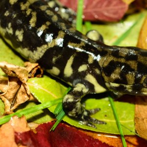 Sasha Thelen   Ambystoma tigrinum