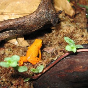 Golden mantella