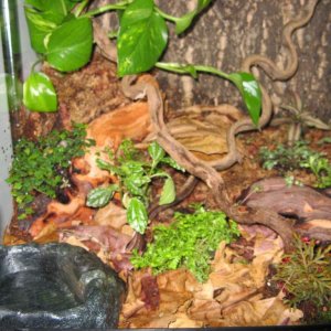 Mantella vivarium