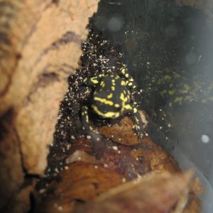 Bumble bee toad