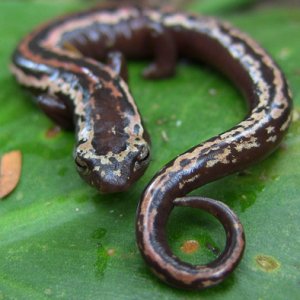 Jay Redbond   Bolitoglossa mexicana