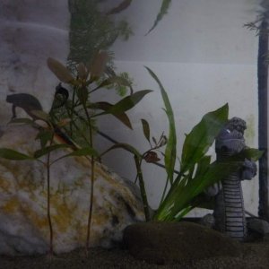 right side of the tank