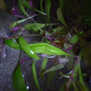 The leaf in the center of the photo ( with the most light shining on it) looks like it has been bent by females practicing egg laying