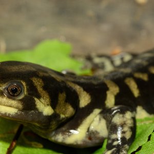 Sasha Thelen   Ambystoma tigrinum Photo 4