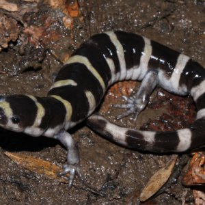 Zach Truelock Ambystoma annulatum