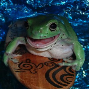 whites tree frog