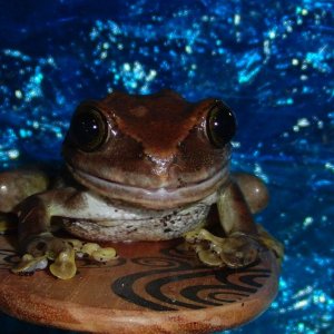 big eyed tree frog