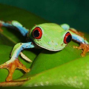 red eyed tree frog