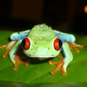 red eyed tree frog