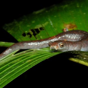 Bobby Bok   Bolitoglossa altamazonica