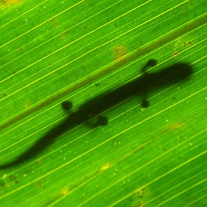 Bobby Bok   Bolitoglossa peruviana