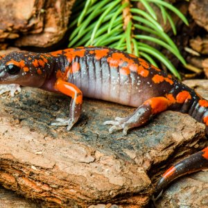 John Clare   Ensatina eschscholtzii platensis